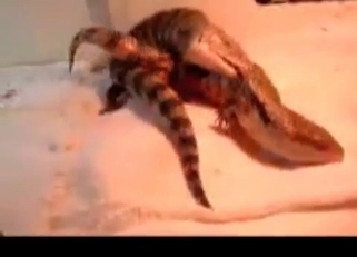 Two lizards having amazing bestiality sex