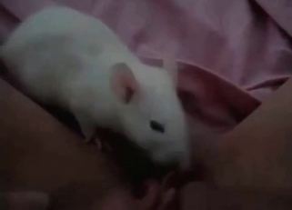 Dirty amateur bestiality action with rat