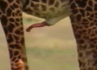 Nice giraffes have amazing wild sex in desert