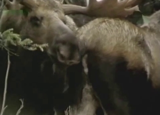 Two black deers have bestiality sex in forest