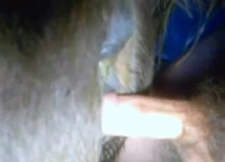Disgusting bestiality sex with farm horse