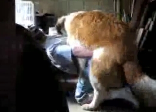 Big doggy impaled dude's ass from behind