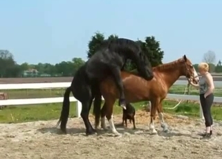 Two sexy stallions have amazing bestiality XXX