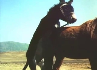 Stunning black pony fucked a brown horse