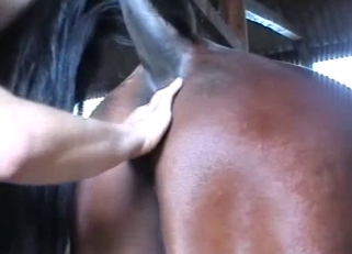 Man zoophile licks anus of a big horse