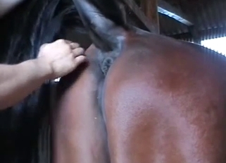 Man zoophile licks anus of a big horse