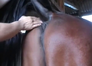 Man zoophile licks anus of a big horse