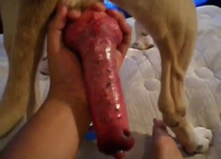 Meaty red boner of a sexy young dog