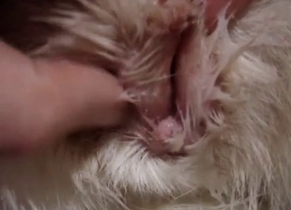 Amazing doggy anally fucked by dirty zoophile