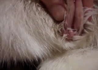 Amazing doggy anally fucked by dirty zoophile