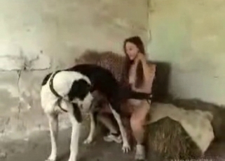 Big dog and astonishing slender zoophile