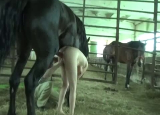 Awesome black pony has a very massive boner