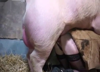 Huge pig fucked slender chick at the farm