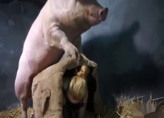 Huge pig fucked slender chick at the farm