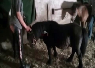 Gorgeous pony impaled her wet tight hole