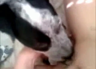 Awesome doggy licks a wide-opened cunt