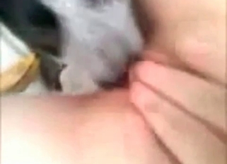 Awesome doggy licks a wide-opened cunt