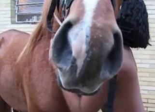 Amazing brunette chick nicely plays with horse