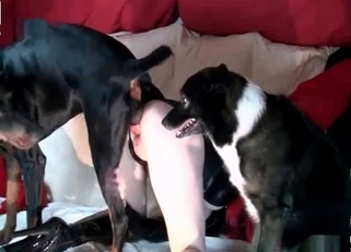 Two crazy dogs are licking her tight cunt