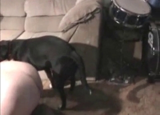 Black dog hardly drilled her wet cunt