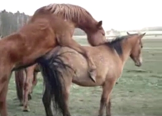 Three horses are looking so sweet