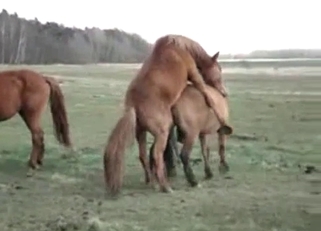 Three horses are looking so sweet