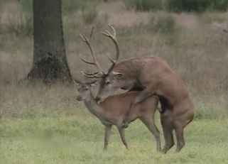 Dears have amazing sex in the forest