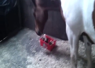 Shoving my loaded boner in horse ass