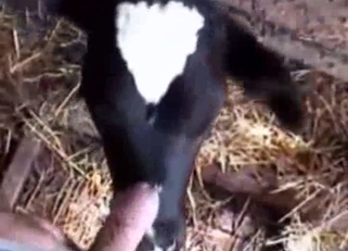 Doggy is sucking my hard dick in the barn