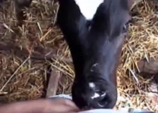 Doggy is sucking my hard dick in the barn