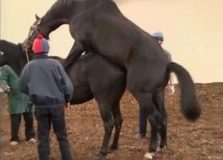 Two black horses have passionate wild sex