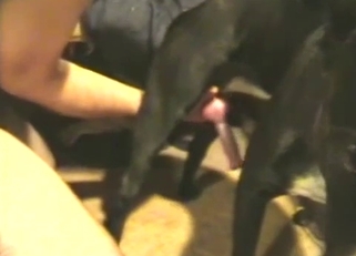 Black doggy is enjoying cock jerking