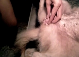 Fucking my pregnant dog in missionary pose