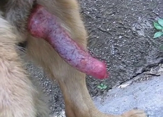 Beautiful doggy dick looks so tasty