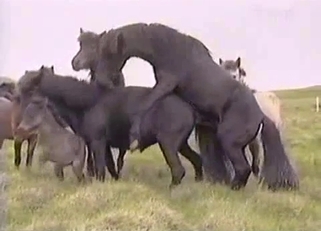 Two dark ponies have amazing sex