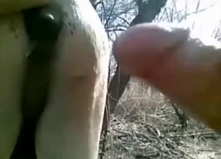 Fucking a big-ass horse in doggy style pose