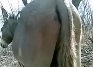 Fucking a big-ass horse in doggy style pose