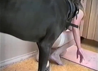 Giant black dog fucked my miniature wife zoofil