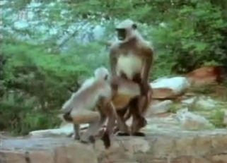 Stunning small monkeys have amazing outdoor sex