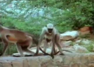 Stunning small monkeys have amazing outdoor sex