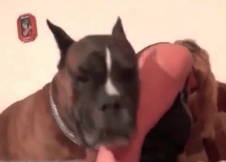 Blonde babe gives her dog a blowjob