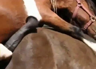 Pounding with awesome animal on camera