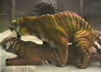 Sexy tigers have amazing sex on camera