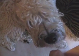 Curly pet is looking for a good hole