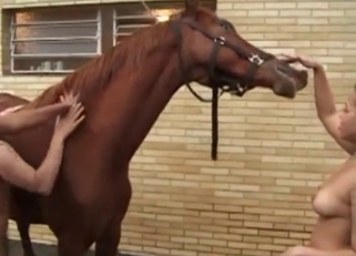 Three busty chicks and their horny stallion