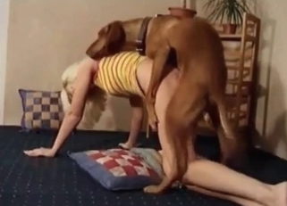 Ass to pussy bestiality dog fuck with my wife