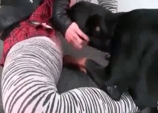 Black dog eats her pussy for breakfast