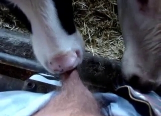 Cute cow eats my huge dick on camera
