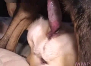 Sexy black dog licks a juicy crack