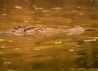 Two crocodiles have amazing underwater sex